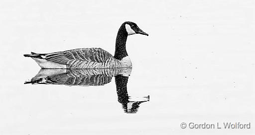 Floating Goose_DSCF20009BW.jpg - Canada Goose (Branta canadensis) photographed along the Rideau Canal Waterway at Smiths Falls, Ontario, Canada.